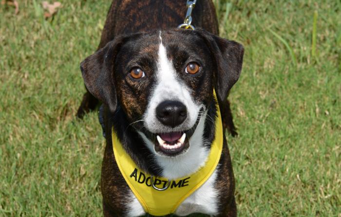 Happy dog standing on grass wearing a yellow 'adopt me' harness