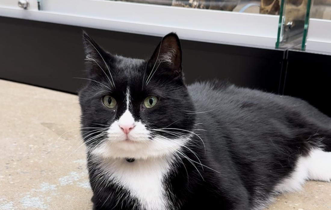 Bone Jovi the cat lying on the floor in front of a display case containing human skulls