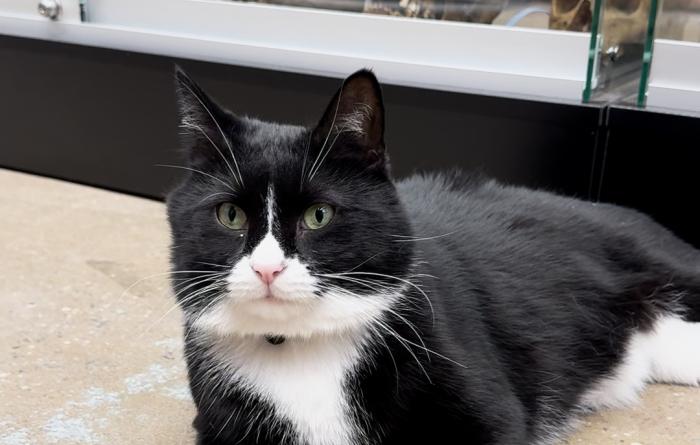 Bone Jovi the cat lying on the floor in front of a display case containing human skulls