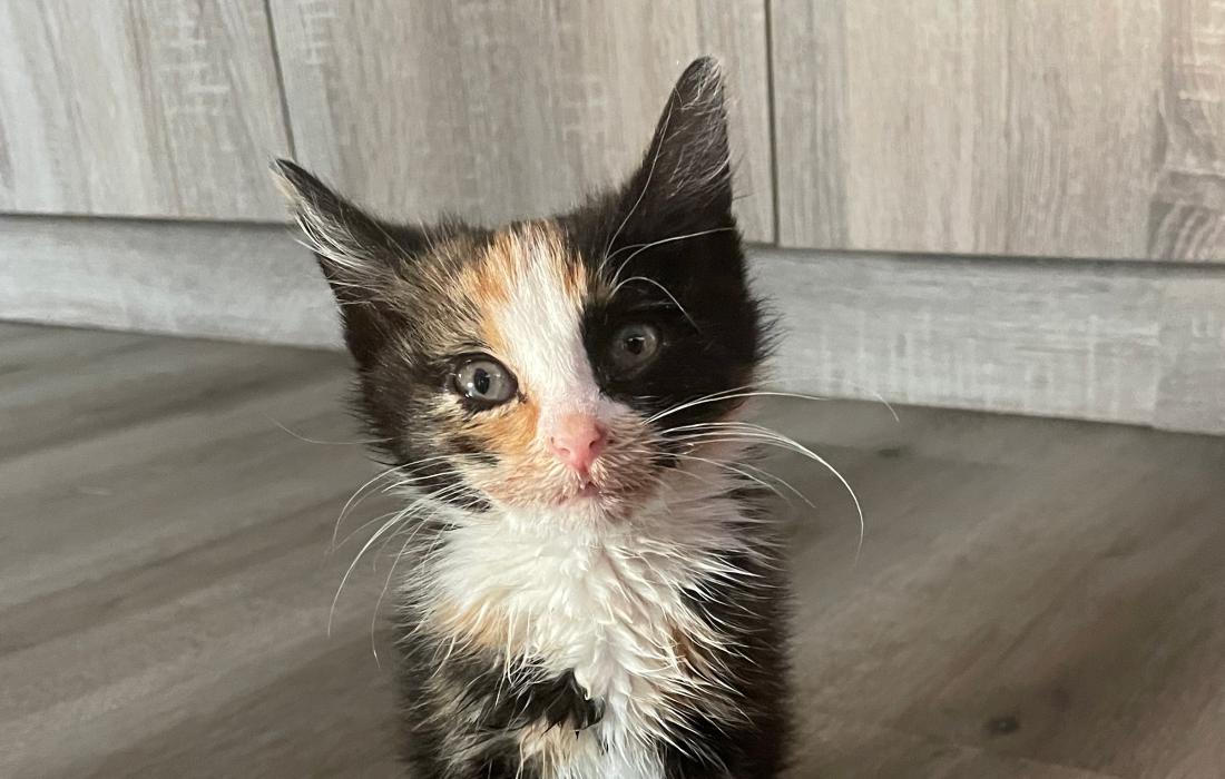 Bug the calico kitten sitting on the floor