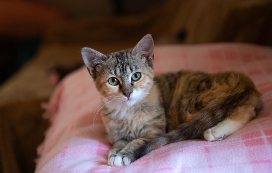 Calico kitten lying on a pink pillow