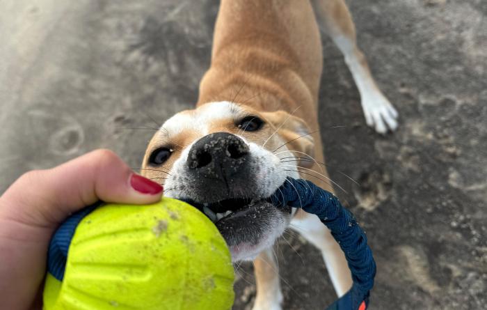 Eloise the puppy playing tug-o-war with a rope toy held by a person's hand