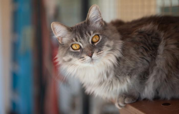 Gray medium-hair cat with yellow eyes