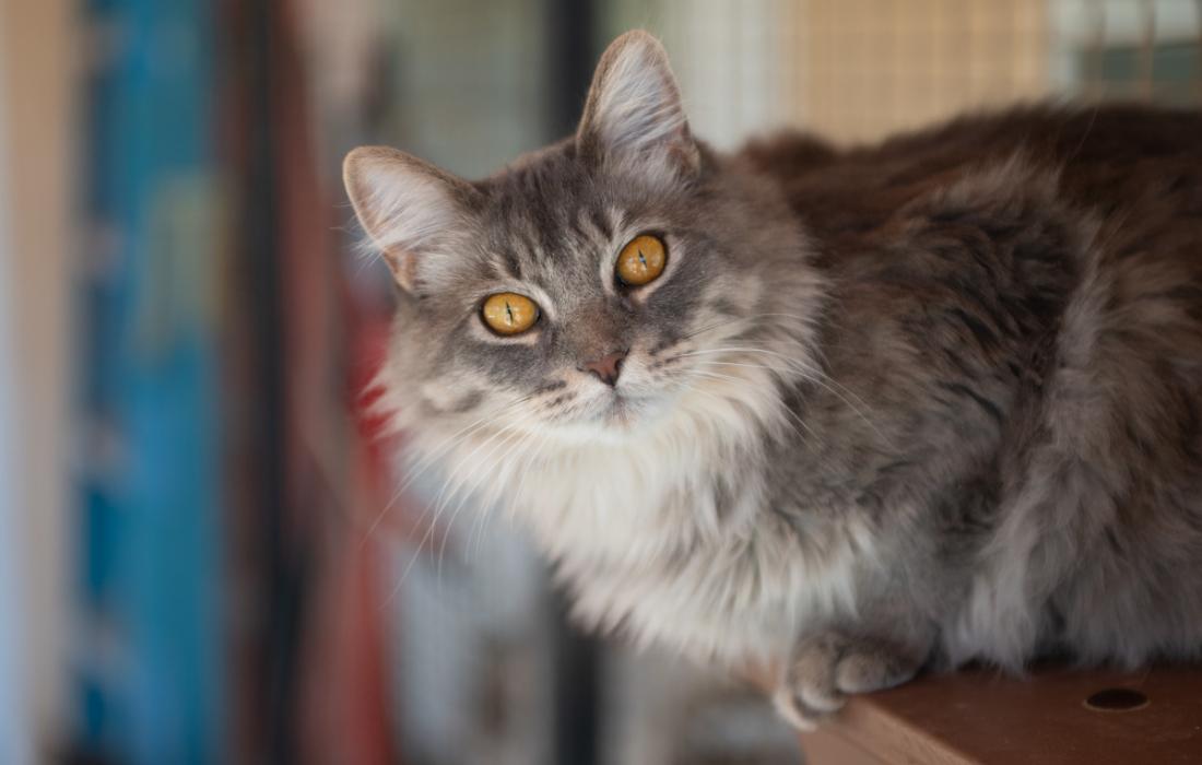 Gray medium-hair cat with yellow eyes
