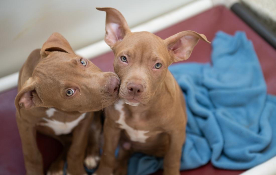 Two brown and white puppies beside a blue blanket