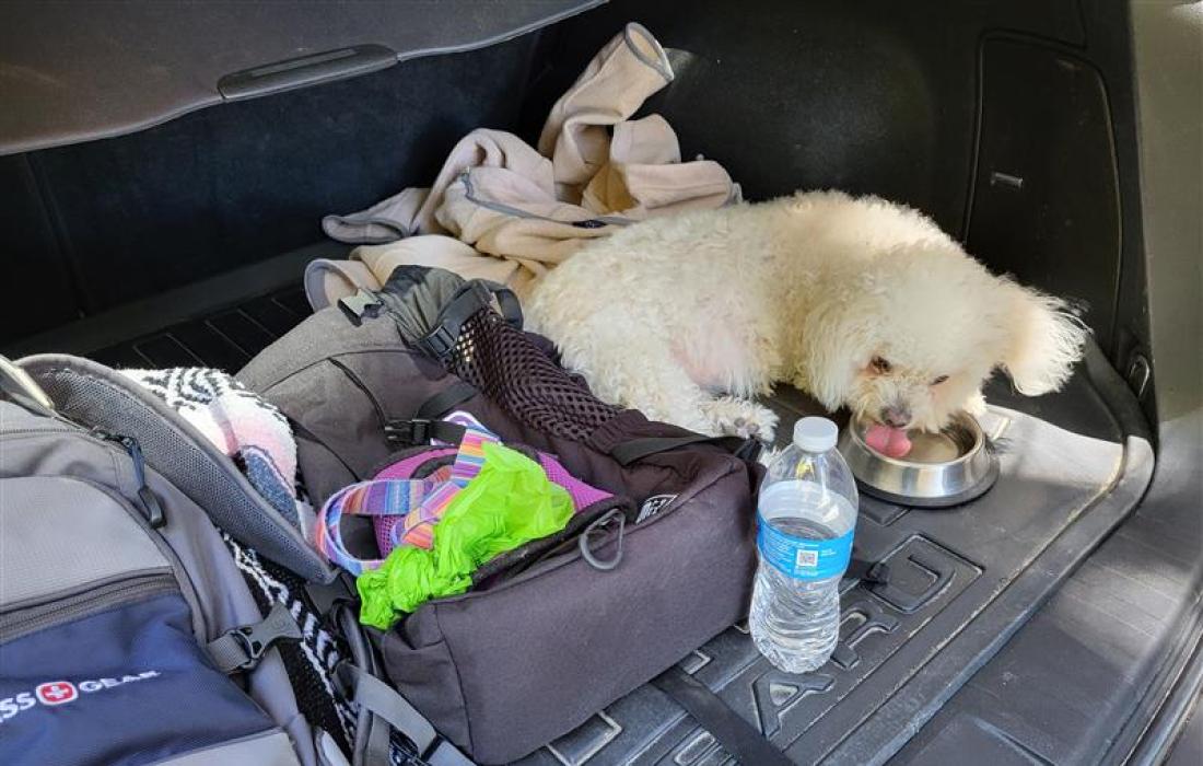 Bobbin the dog drinking water from a bowl in the back of the Subaru Outback