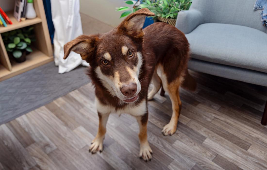 Brown and tan dog standing in a home environment
