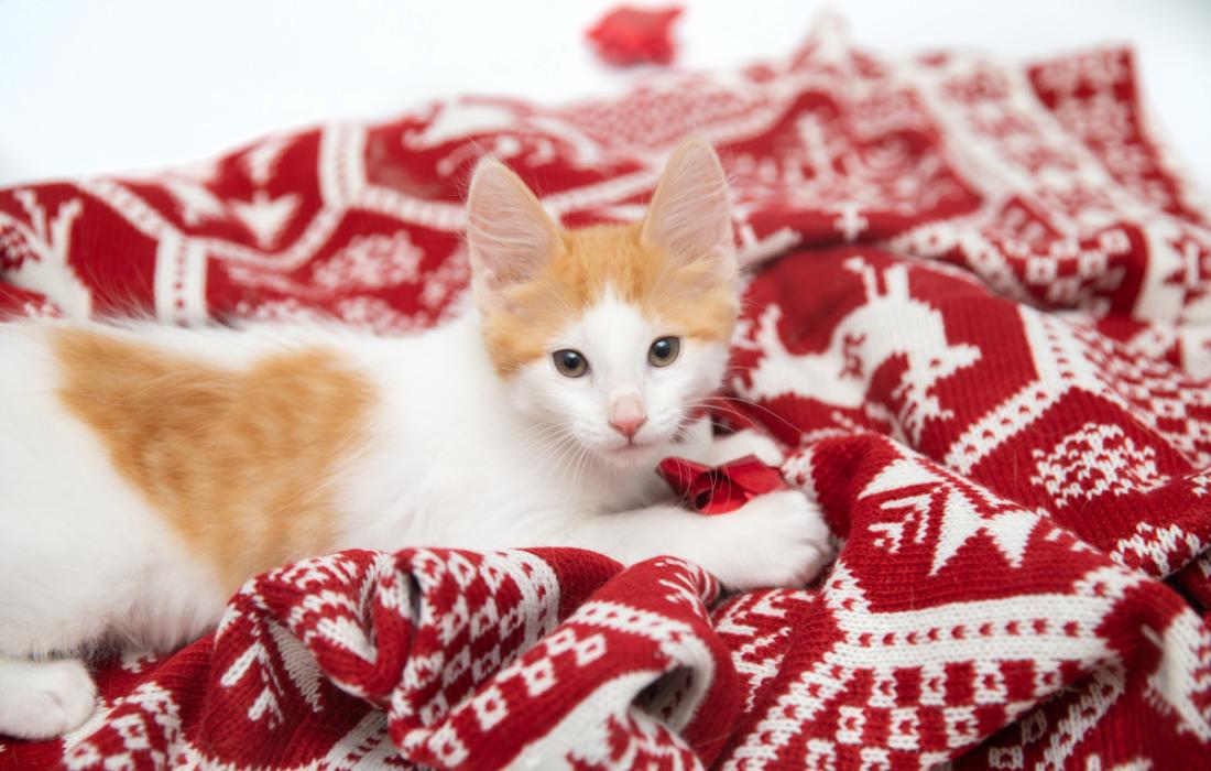 Orange and white kitten on a red and white blanket