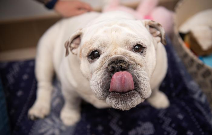 Rush the English bulldog with his tongue out licking his upper lip