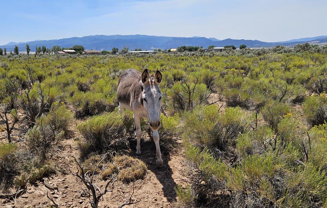 Noah the donkey walking in a sage filled pasture