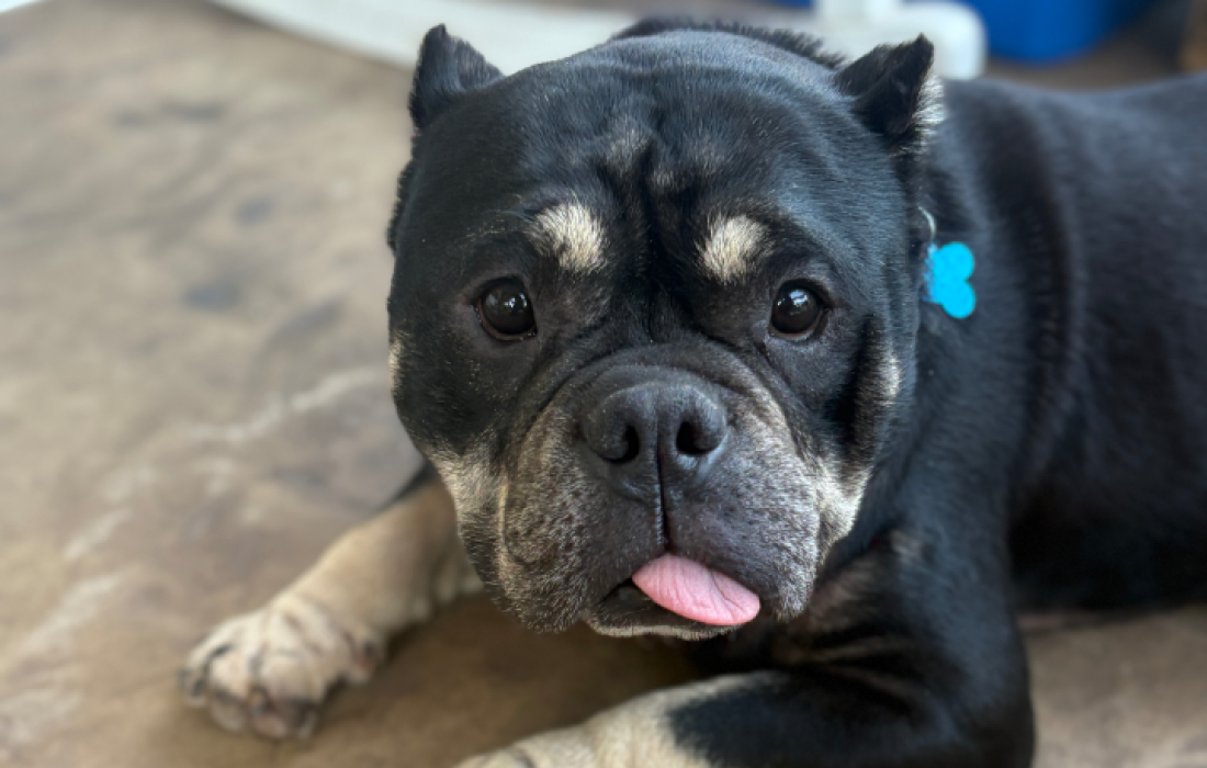 Billy the dog lying on the floor with a bit of his tongue sticking out