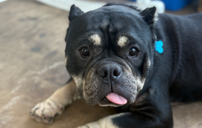 Billy the dog lying on the floor with a bit of his tongue sticking out