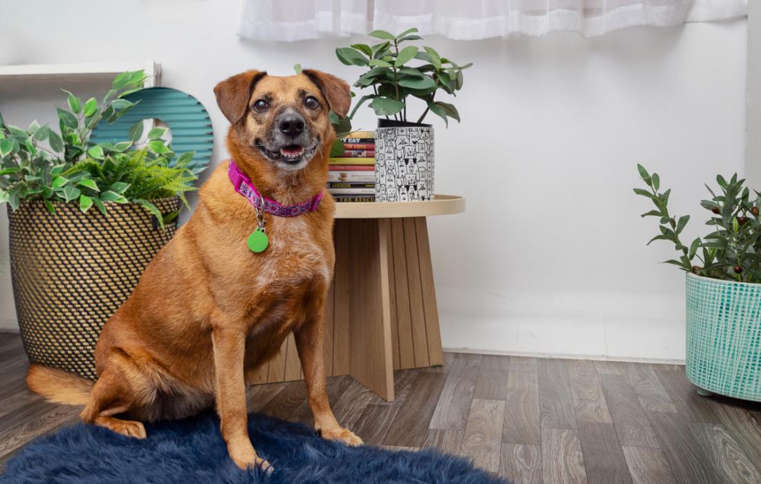 Red dog wearing a collar in a home environment on a rug