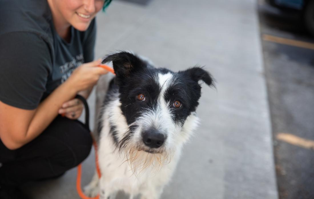 Person with a scruffy black and white dog on a leash