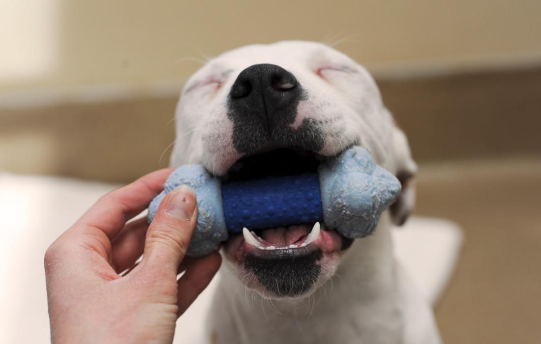 Happy dog with closed eyes bringing a toy to a person's hand