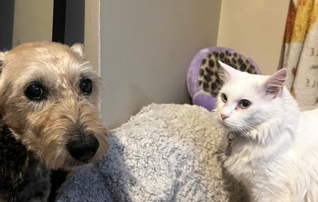 Zima the cat beside the family's dog