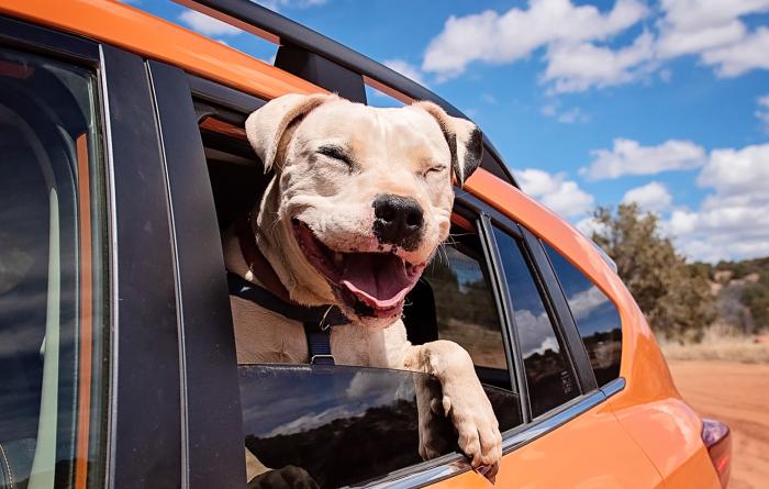 Happy smiling dog with head and paw sticking out the window of an orange vehicle
