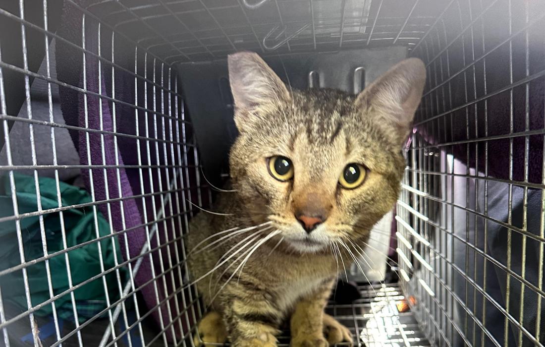 Brown tabby cat with an eartip in a covered live trap