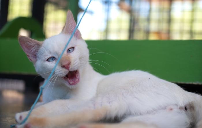 Bermuda the cat with his mouth open playing with a string toy