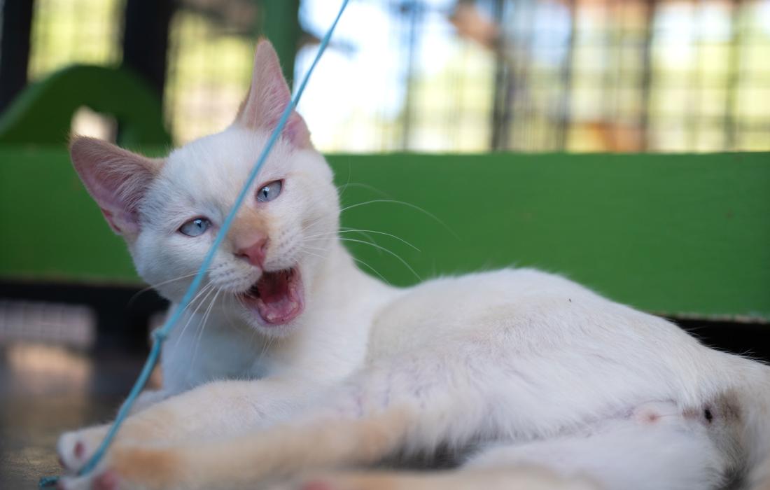 Bermuda the cat with his mouth open playing with a string toy