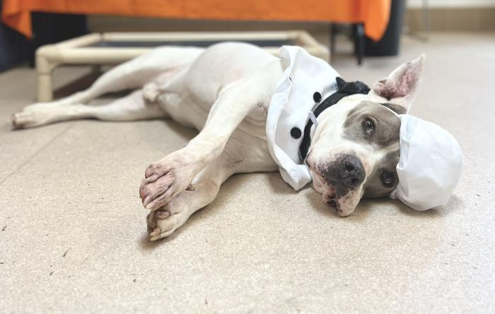 Chef Kota the dog wearing a hat and coat lying on the floor