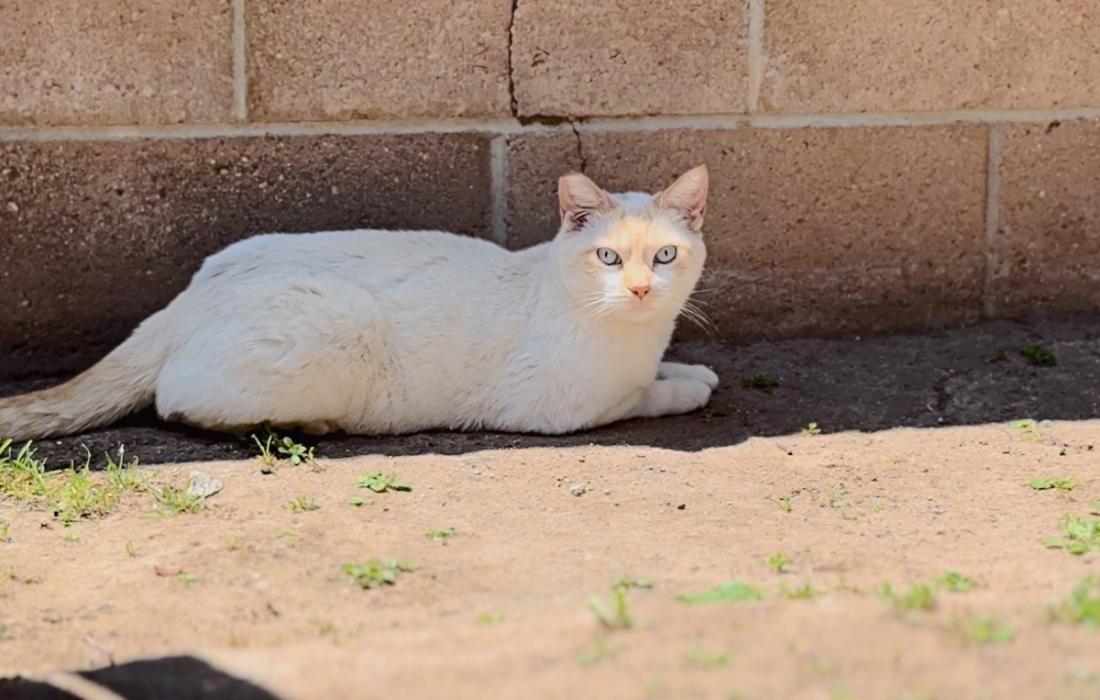 Ear-tipped community cat lying in the shade beside a brick wall