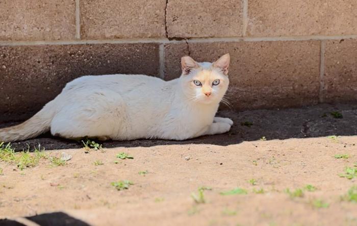 Ear-tipped community cat lying in the shade beside a brick wall