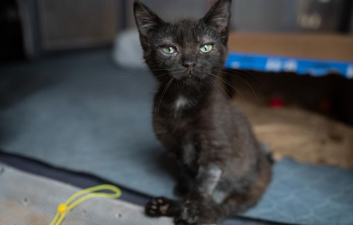 Cubby the kitten sitting