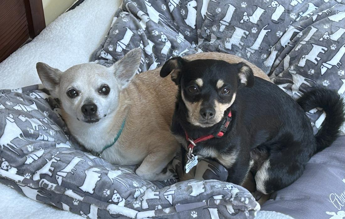 Eleanor and Ike the dogs beside each other on a cushioned dog bed