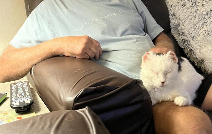 Frankie the cat on David Reynolds' lap