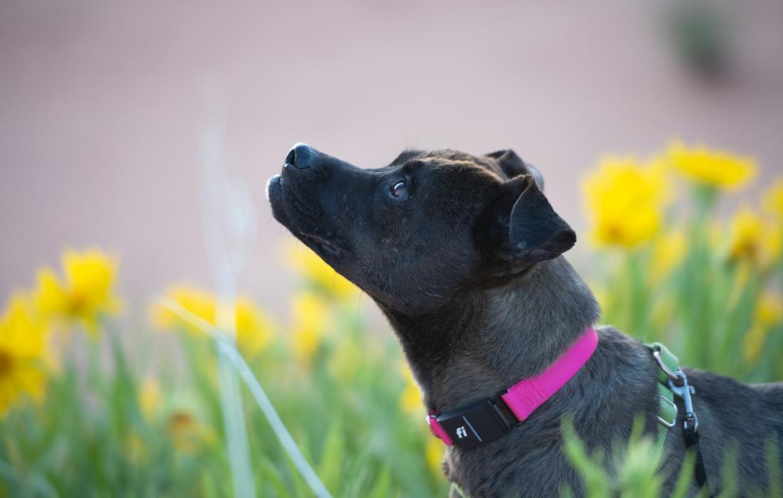 Frannie the dog looking up with yellow flowers behind her