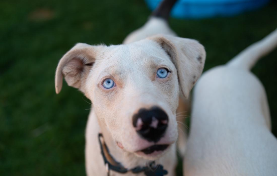 White dog with a black nose and blue eyes
