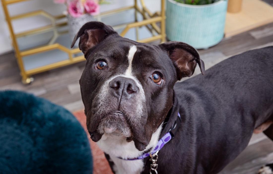 Black and white dog looking up in a home environment