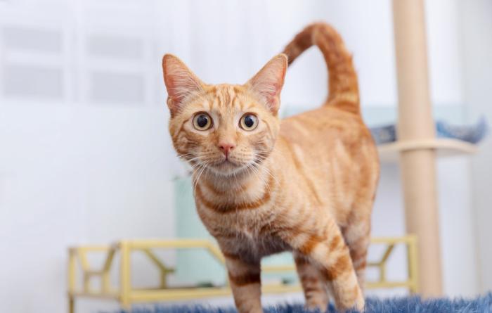 Orange tabby cat on a cat tree