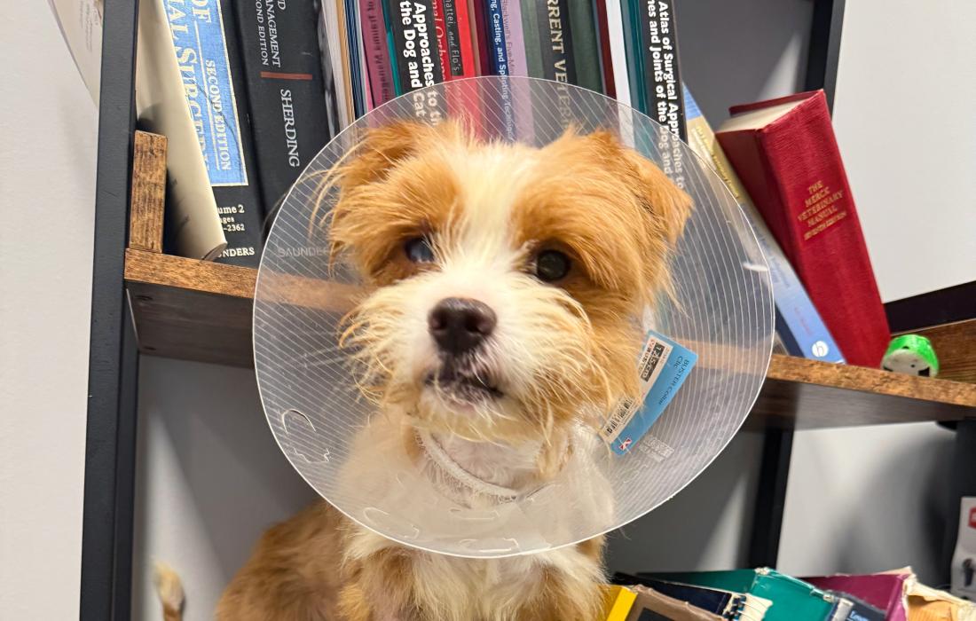 Hawkeye the dog wearing a protective cone by a bookshelf