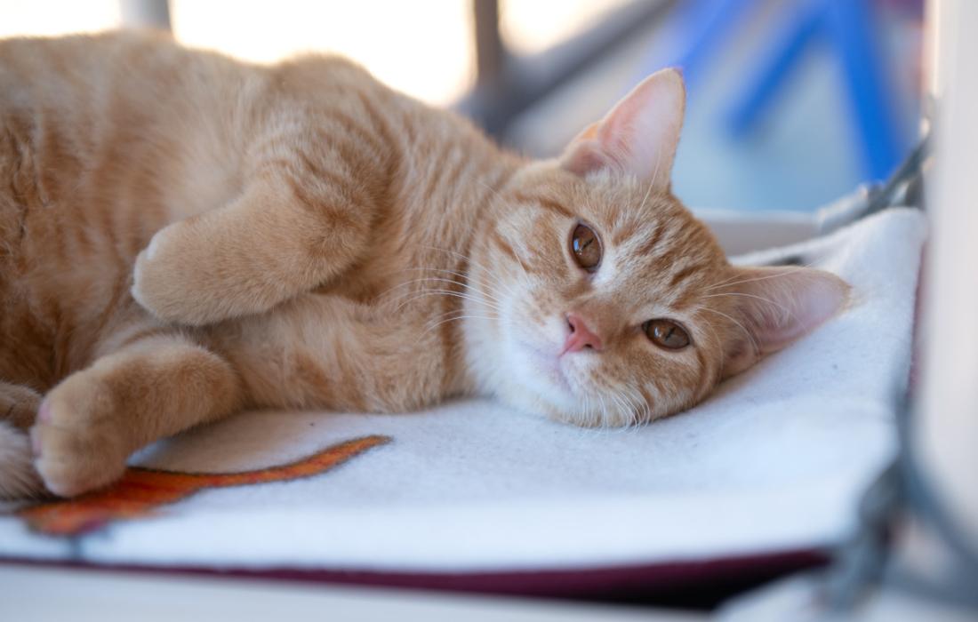 Orange tabby cat lying on a blanket
