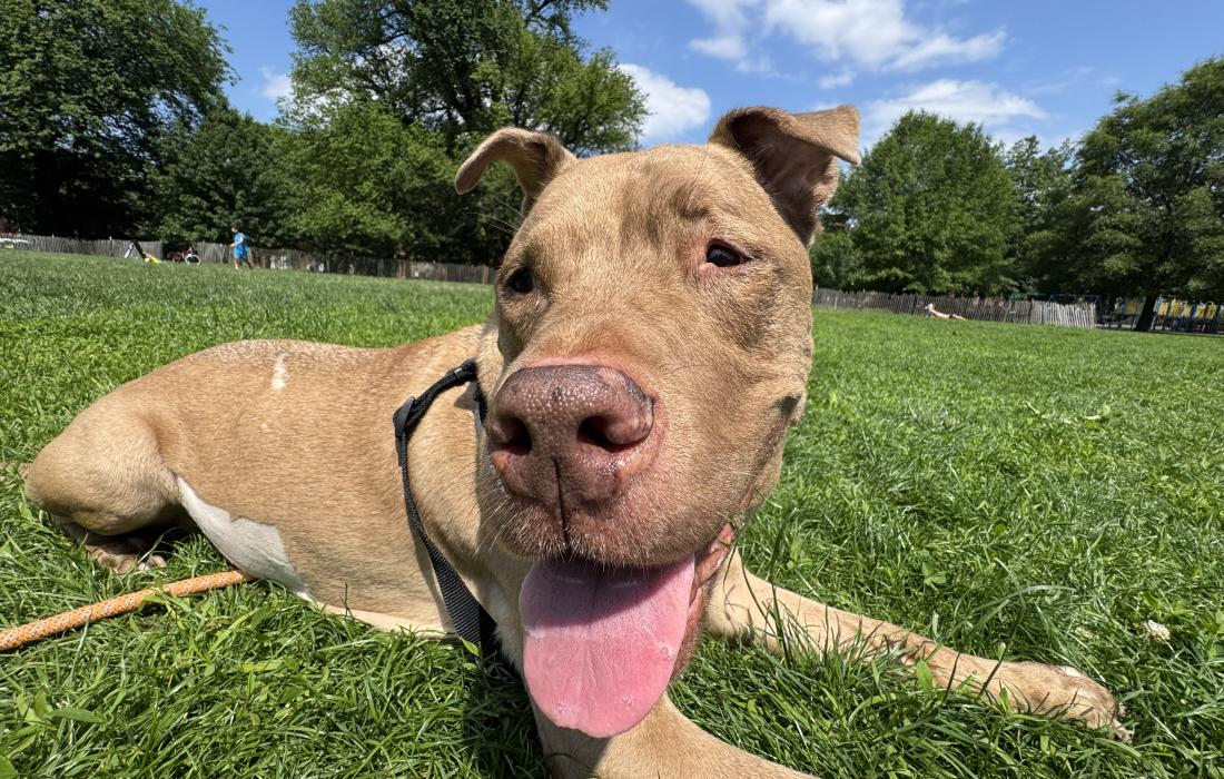Macchiato the dog lying in grass outside with tongue out