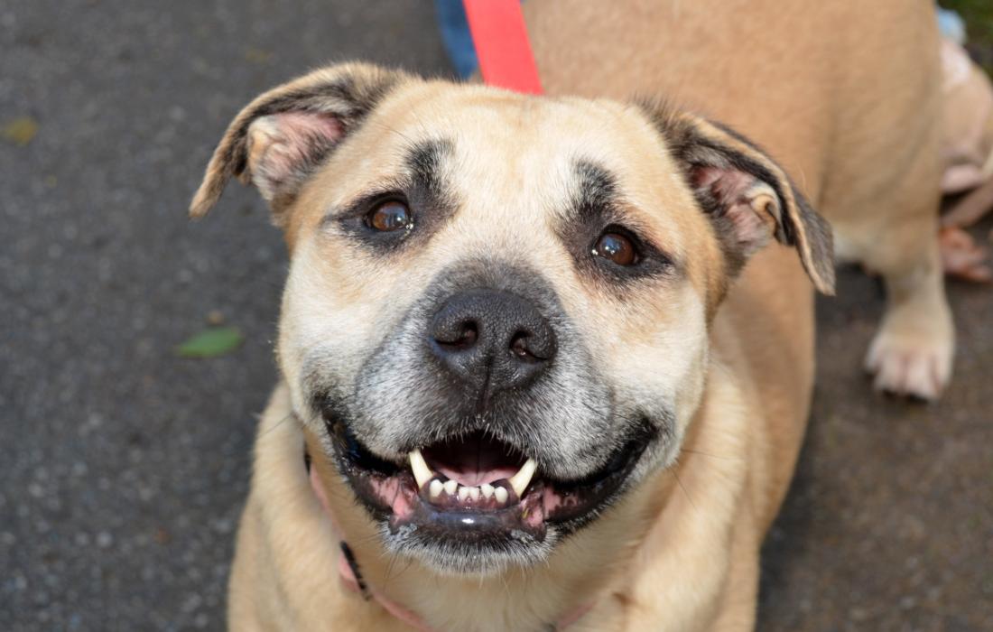 Brown dog with graying muzzle with mouth open smiling