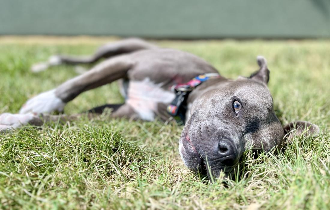 Pepper the dog lying on green grass