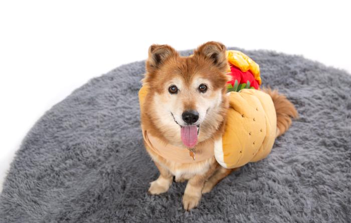 Brown dog wearing a hot dog costume on a gray fluffy bed