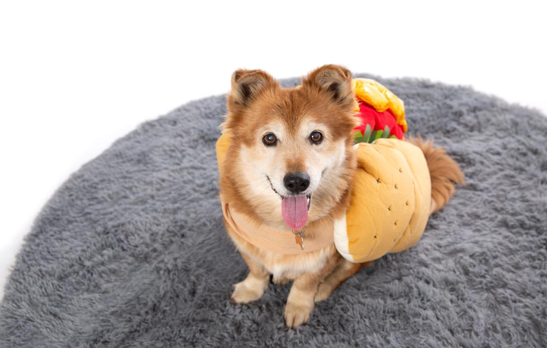 Brown dog wearing a hot dog costume on a gray fluffy bed