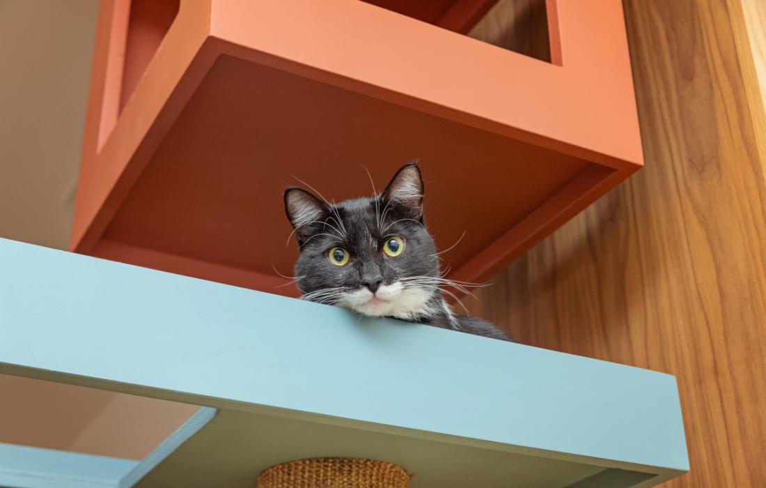 Black and white's cat peeking over the edge of a shelf on a wall