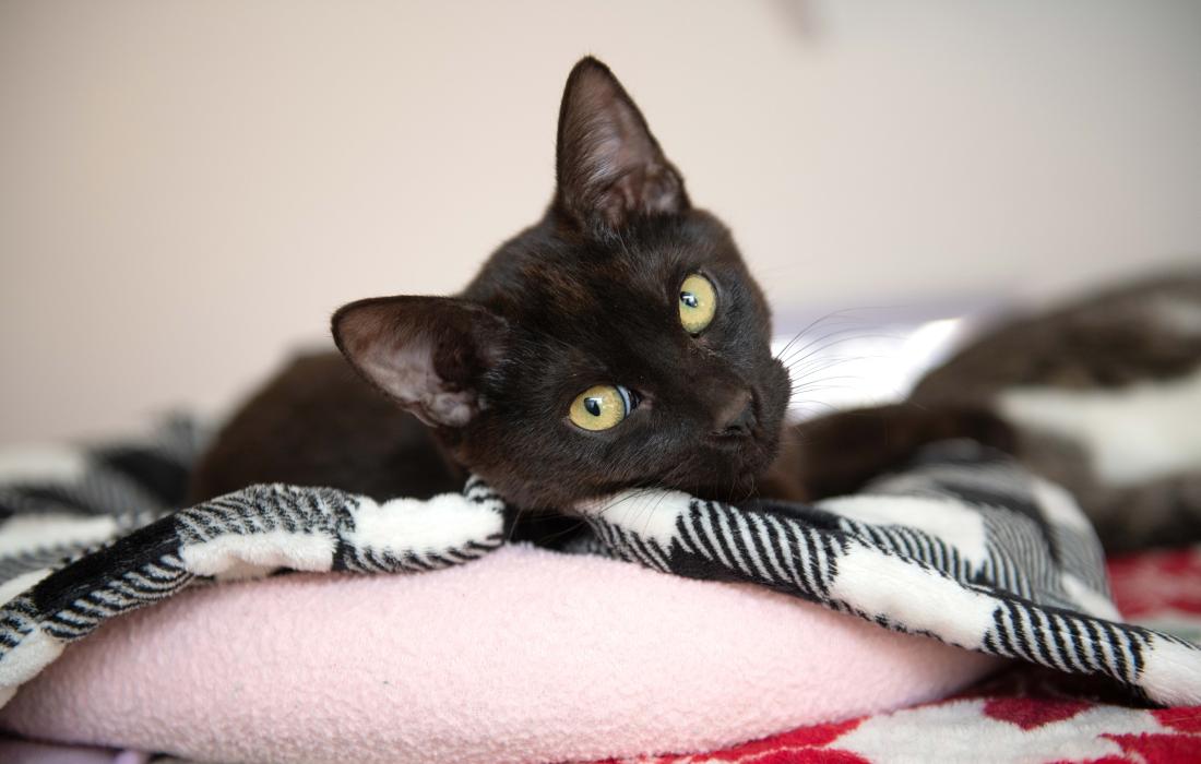 Black cat lying on a blanket on a bed