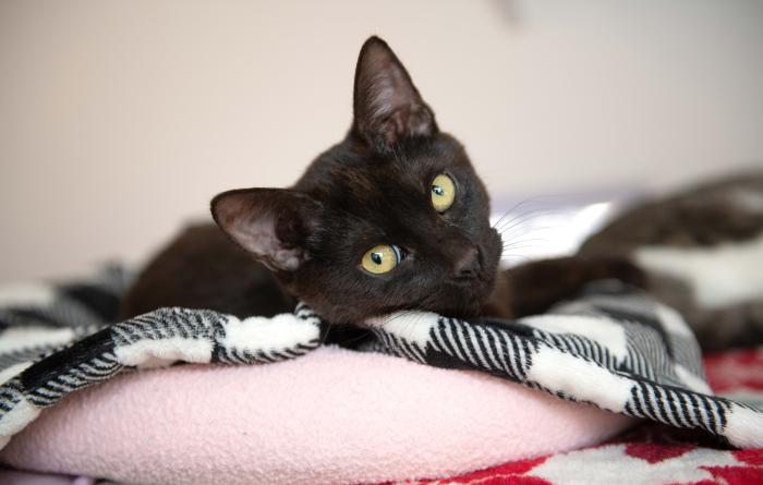 Black cat lying on a blanket on a bed