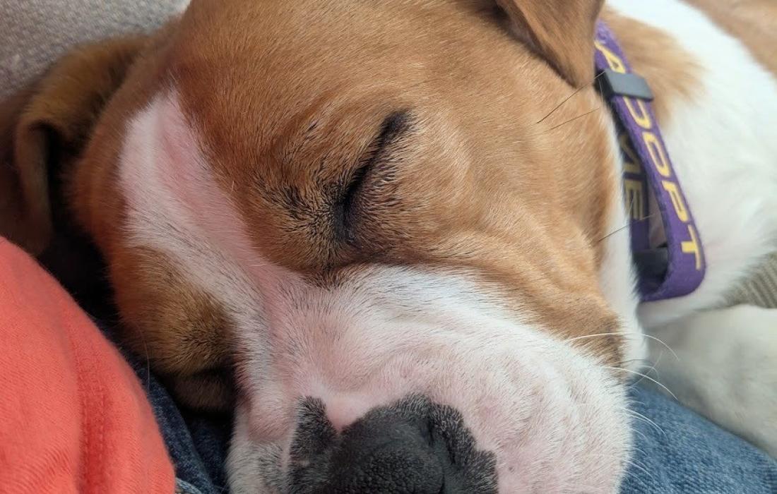 The face of Cheecky the dog sleeping