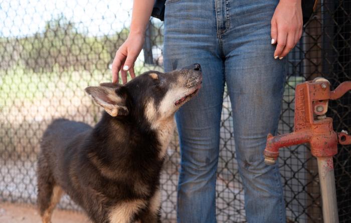 Anna the caregiver standing and petting the head of Woody the dog