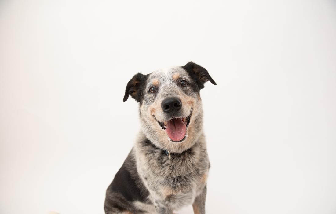 Zorro the dog smiling with tongue out
