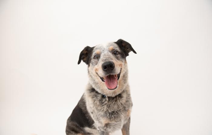 Zorro the dog smiling with tongue out