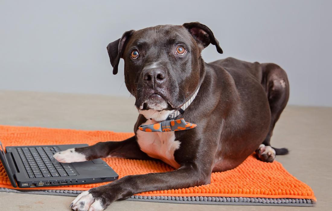 Black and white dog lying on an orange mat with his paw on a laptop computer