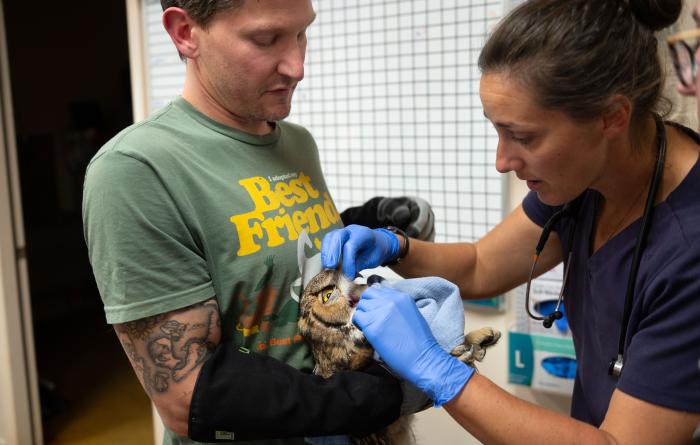 Dr. Kelsey looking inside the mouth of the great horned owl